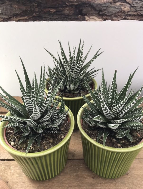 Haworthia Succulent buy online or call 01475 675604