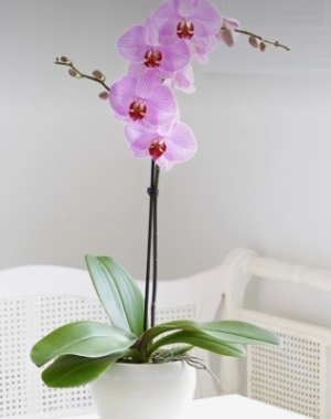 Phalaenopsis Orchid