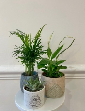 House Plant Gift Box