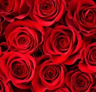 Half dozen Red Roses