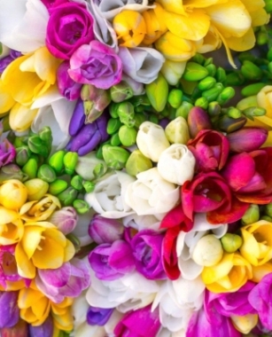 Freesia